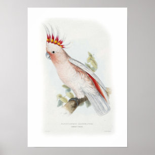 Leadbeterscockatoo Poster