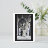 LEADER DU PACK ~ Cartes postales Wolf (Debout devant)