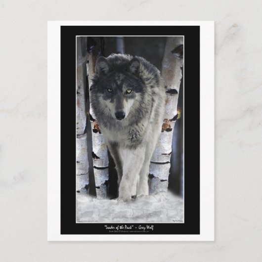 LEADER DU PACK ~ Cartes postales Wolf (Devant)