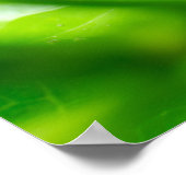 Leaf Beetle on Plant Poster (Hoek)