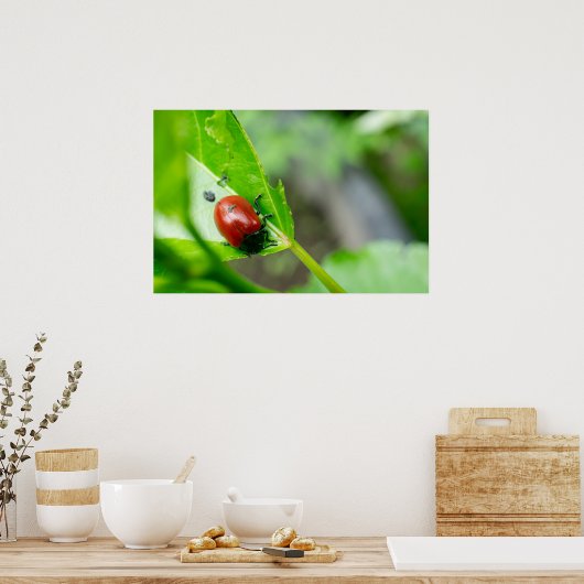 Leaf Beetle on Plant Poster (Keuken)