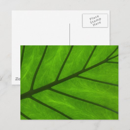 Leaf Closeup Briefkaart (Voorkant / Achterkant)