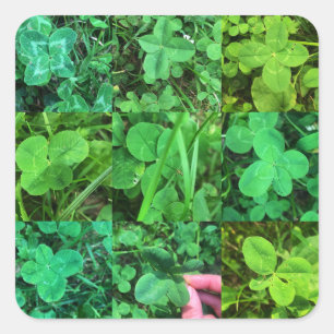 Leaf Colvers - Vierbladluizen Vierkante Sticker