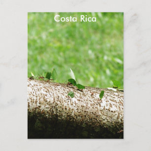 Leaf Cutter Ants in Costa Rica Briefkaart