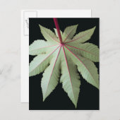 Leaf en Stem Briefkaart (Voorkant / Achterkant)