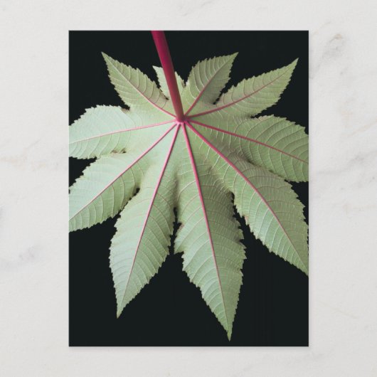 Leaf en Stem Briefkaart (Voorkant)