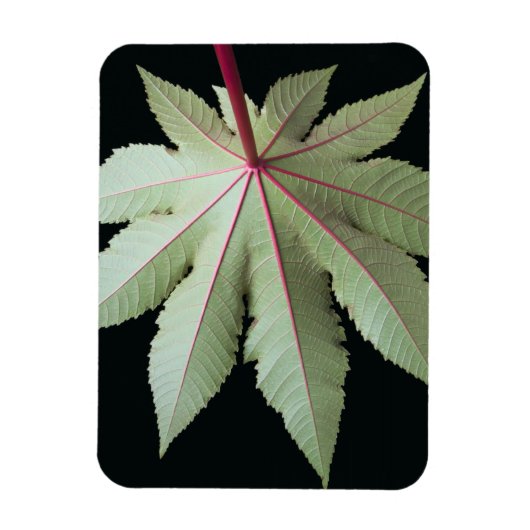 Leaf en Stem Magneet (Verticaal)