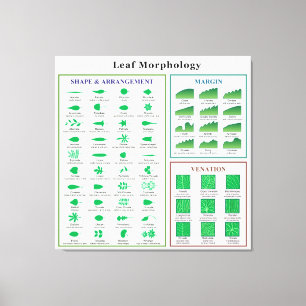 Leaf Morphology Chart Canvas Afdruk