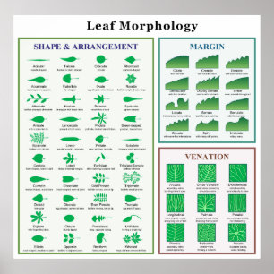 Leaf Morphology Chart Poster