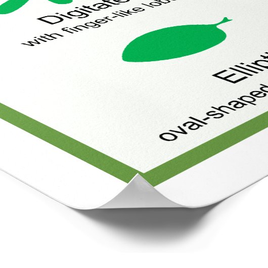 Leaf Morphology Chart Poster (Hoek)