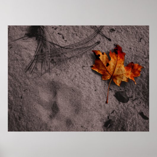 Leaf Next to Mountain Lion Footprint Poster (Voorkant)