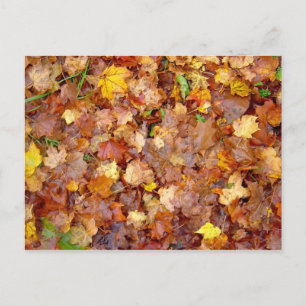 'Leaf Pile'-fotobriefkaart Briefkaart