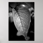 Leaf Poster (Voorkant)