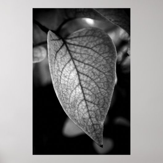Leaf Poster (Voorkant)