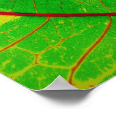 Leaf Poster (Hoek)
