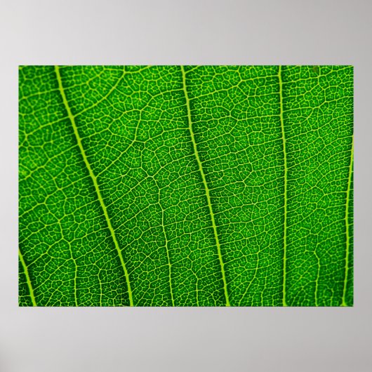 Leaf Poster (Voorkant)