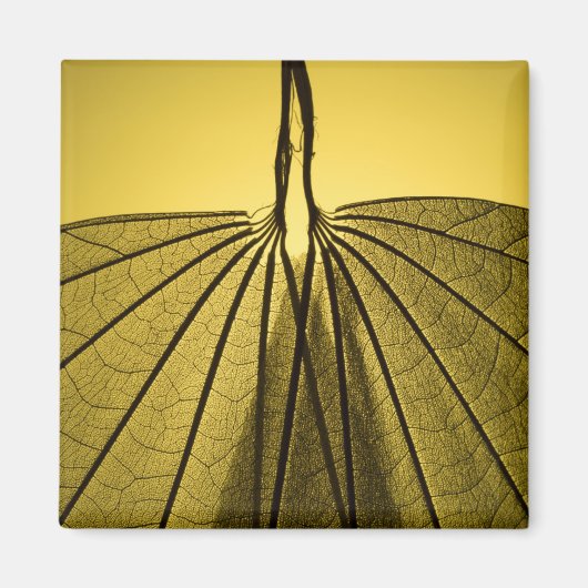 Leaf Skeleton Magneet (Voorkant)