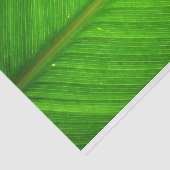 Leaf Tissue Tissuepapier (Detail)