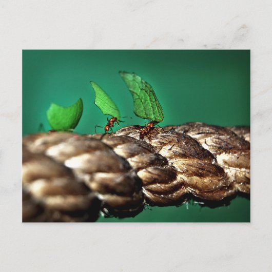 Leafcutter Ants Briefkaart (Voorkant)