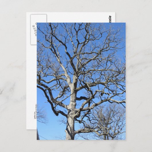 Leafless Tree Briefkaart (Voorkant / Achterkant)