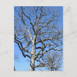 Leafless Tree Briefkaart