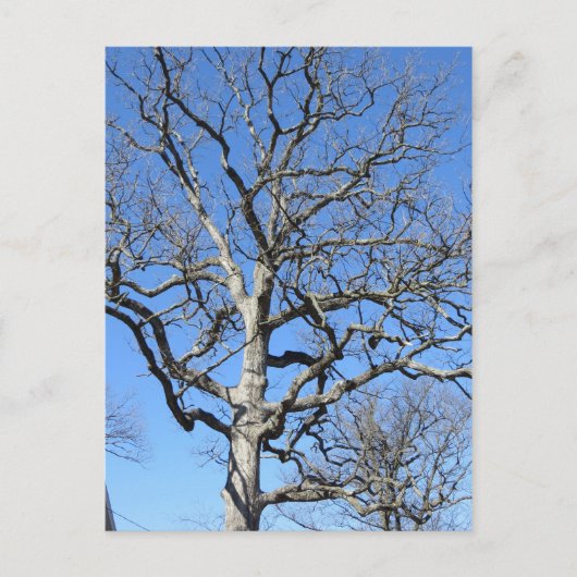 Leafless Tree Briefkaart (Voorkant)