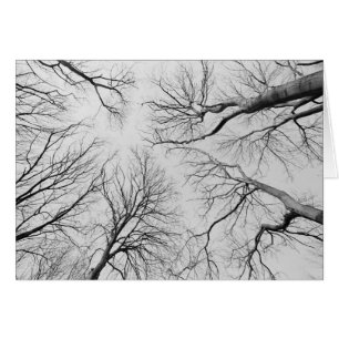 Leafless Trees in Thiepval Wood