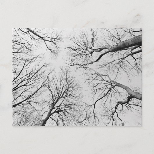 Leafless Trees in Thiepval Wood Briefkaart (Voorkant)