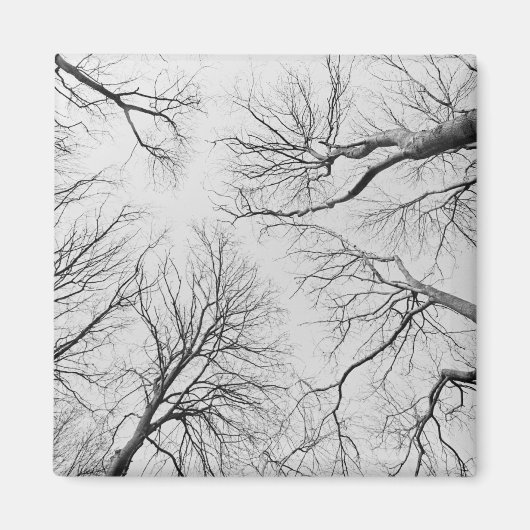 Leafless Trees in Thiepval Wood Magneet (Voorkant)
