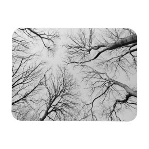 Leafless Trees in Thiepval Wood Magneet