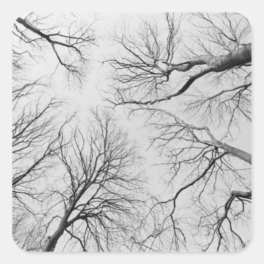 Leafless Trees in Thiepval Wood Vierkante Sticker (Voorkant)