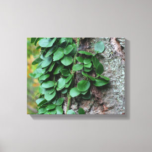 Leafy Green Vine kweek op boomstam Canvas Afdruk