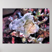 Leafy Scorpionfish