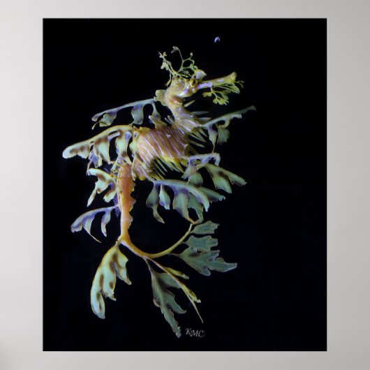 Leafy Seadragon & Mysid Shrimp Poster (Voorkant)