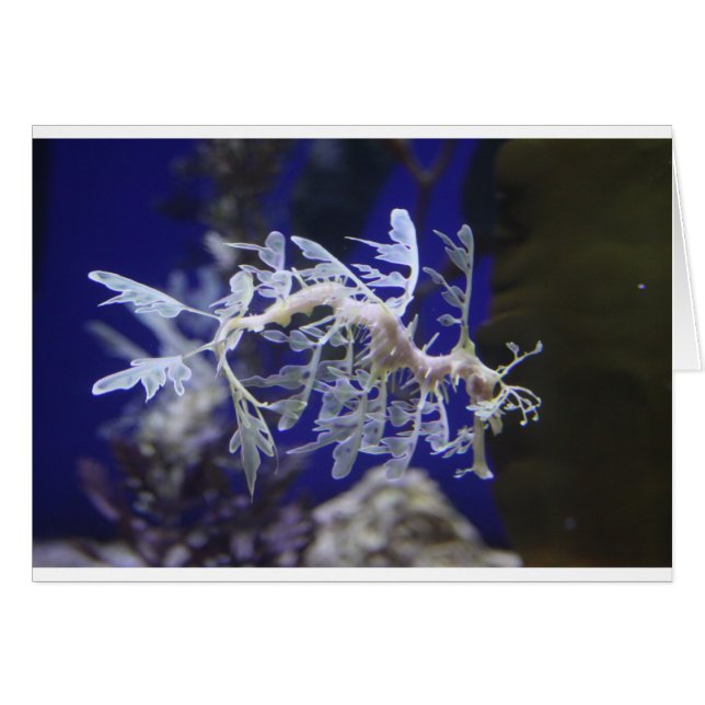 Leafy Zee Dragon (Voorkant Horizontaal)