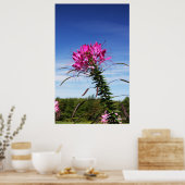 Leaning Cleome Poster (Keuken)