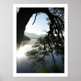 Leaning Pine: Friar's Crag, Derwentwater Poster