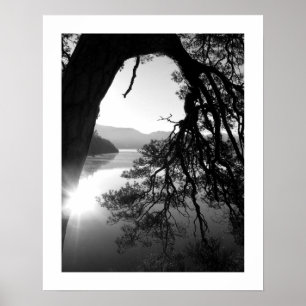 Leaning Pine: Friar's Crag, Derwentwater Poster