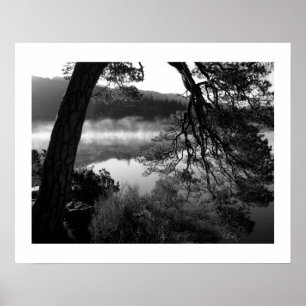 Leaning Pine op Poster Derwentwater