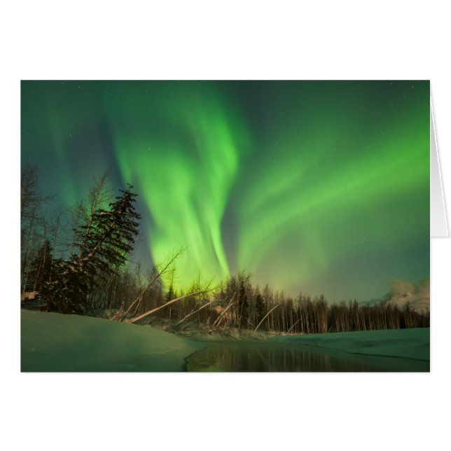 Leaning Spruce Aurora (Voorkant Horizontaal)