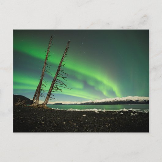 Leaning Tree Aurora Briefkaart (Voorkant)