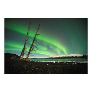 Leaning Tree Aurora Foto Afdruk