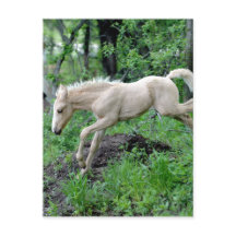 Leaping Colt