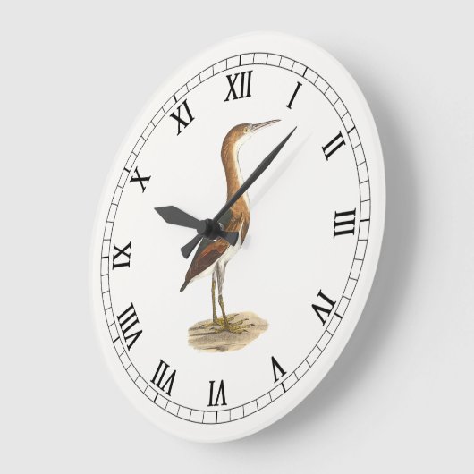 Least Bittern (Ixobrychus exilis) vogels uit New Y Grote Klok (Hoek)