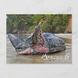 Leatherback Turtle Briefkaart