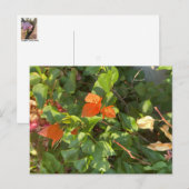 Leaves Briefkaart (Voorkant / Achterkant)