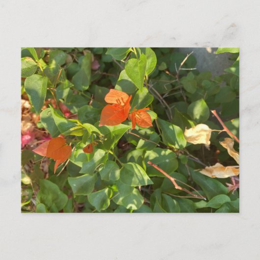 Leaves Briefkaart (Voorkant)