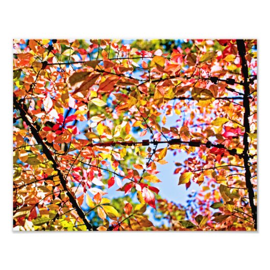 Leaves Foto Afdruk (Voorkant)