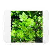 Leaves Magneet (Horizontaal)