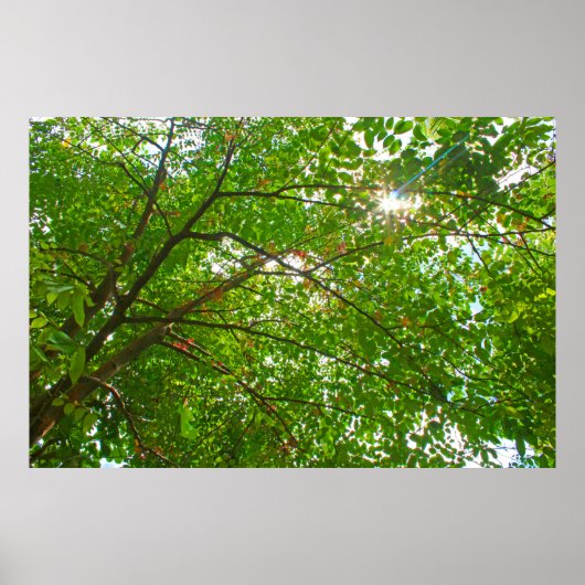 Leaves Poster (Voorkant)